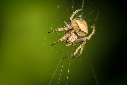 macro spider arachnid orbweaver file:name=dsc02045