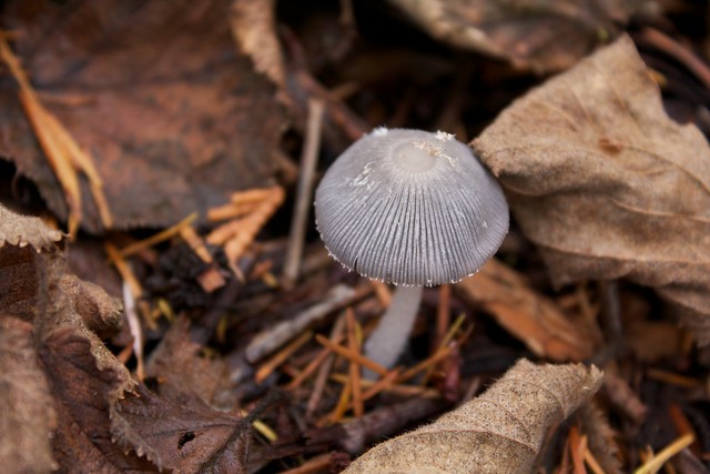 Ridges Grey Mushroom