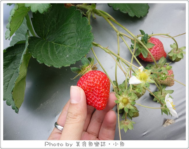 【台東】看見農遊新樂園~夢幻油菜花田拔蘿蔔，採草莓 @魚樂分享誌