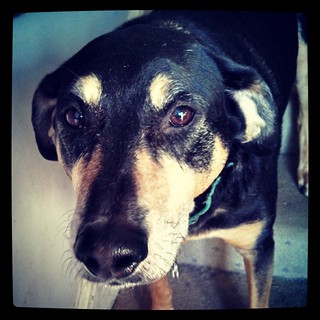 Good Morning from King Tut #dogstagram #Rescued #coonhoundmix #instadog #ilovemydogs #adoptdontshop