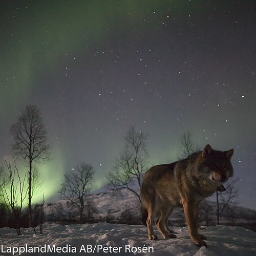 Wolf Aurora_photo Peter Rosen_LapplandMedia