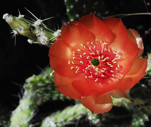 cactus flor opuntia mijardín nirene