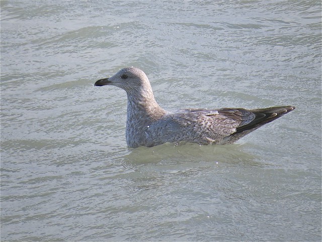 Thayer's Gull (2nd Cycle) at North Point Marina in Lake County, IL 07a