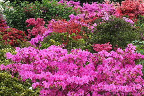 primavera azalea fiori colori