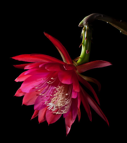 pink red plant color green nature garden colorful raw naturalbeauty softbox epi softlight epiphyllum homestudio offcameraflash strobist tabletopphotography cactusfamilycactaceae orchidcacti leafcacti epiphyticplant yn560ii yongnuorf603n