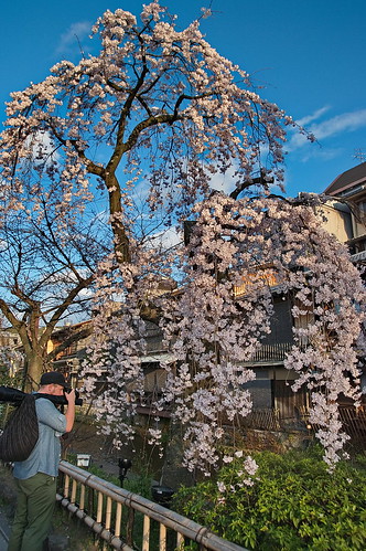 【写真】2013 桜 : 祇園白川/2021-01-19/IMGP8749
