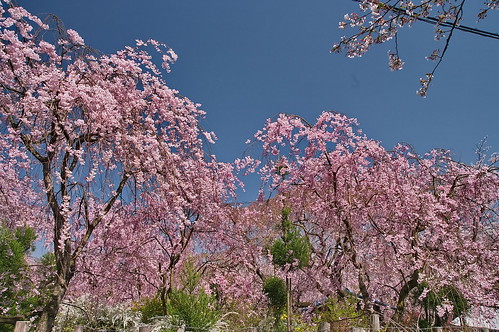【写真】2013 桜 : 原谷苑（２）/2021-02-05/IMGP9964
