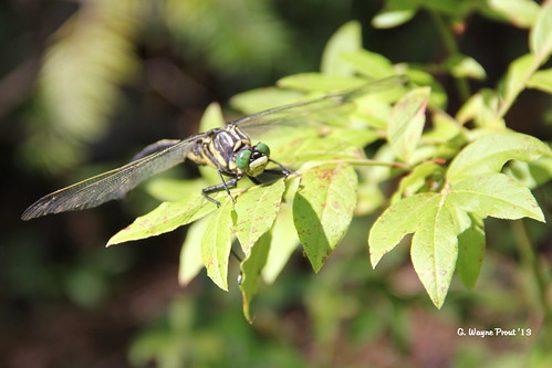 canada island dragonflies insects northernontario prouts sesekinika gomphusadelphus sesekinikalake moustachedclubtaildragonfly