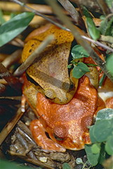 Madagascar Tomato Frogs (Dyscophus antongilii) mating (captive specimens)
