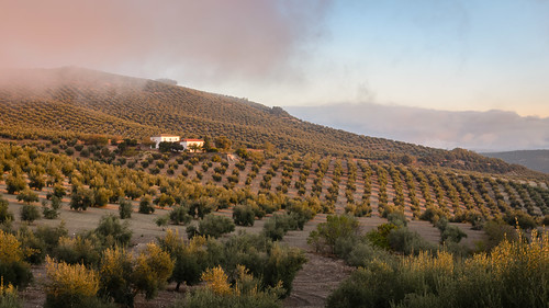 mist rural spain andalucia hills plantation olives layers agriculture rolling groves goldenhour lapedriza