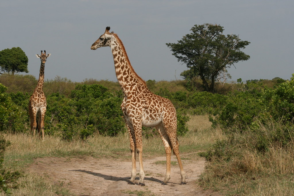 MASAI MARA II - MEMORIAS DE KENIA 14 días de Safari (1)