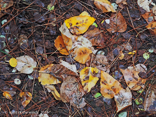 autumn fall spokanewashingtonstate dishmanhillsnaturalarea