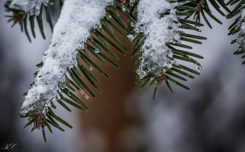 schnee winter snow tree ice forest canon deutschland eos fir 18 50 wald tannenbaum forbach badenwürttemberg 1100d