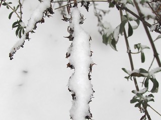 Snow on a Branch