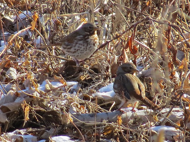 Fox Sparrows at Detwiler Marina in Quincy, IL