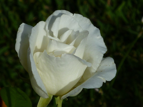 rosa blanca mijardín nirene