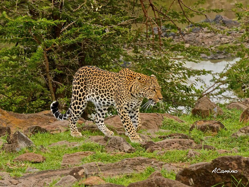 12 días de Safari en Kenia: Jambo bwana - Blogs de Kenia - 2º safari en el Mara: Hipos, Leones, Leopardos, hienas, jirafas, puesta de sol (30)