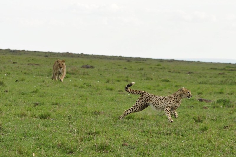 12 días de Safari en Kenia: Jambo bwana - Blogs de Kenia - Gran dia en el M.Mara viendo cazar a los guepardos (58)