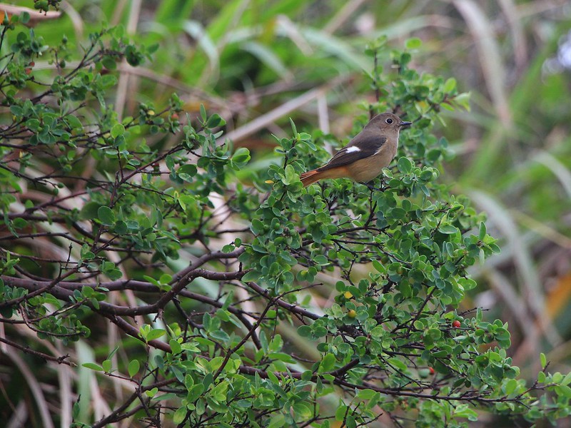 IMG_7490 黃尾鴝 母鳥 Daurian Redstart