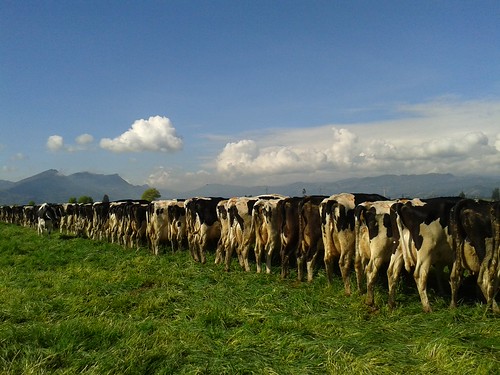 landscape cows dairycows ubate grazingcows cayisn claudianiñovillalobos grazingcowscolombia