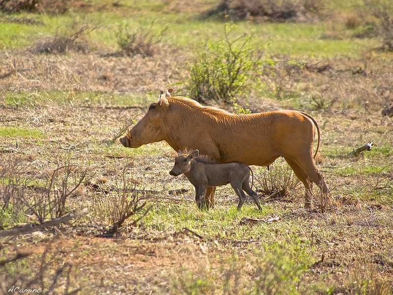 Safari en Samburu: Jirafas, Elefantes, Leones, Guepardos y muchísimos pájaros - 12 días de Safari en Kenia: Jambo bwana (10)