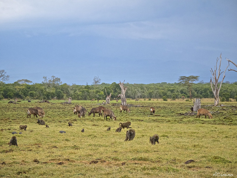 Parque de Sweetwaters: cara a cara con el Rinoceronte Negro - 12 días de Safari en Kenia: Jambo bwana (17)