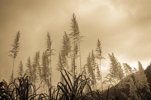 sunset mexico nikon cloudy flor paisaje oaxaca nublado azucar cuenca sugarcane caña tuxtepec papaloapan d5100