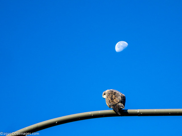 Hawk and the Moon