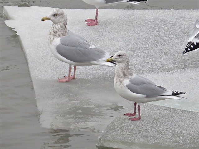 Thayer's Gull (adult) with Herring Gull at Peoria Lake in Peoria County, IL 11