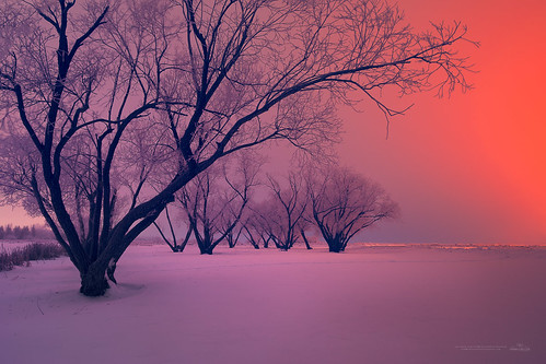trees winter snow canada beautiful fog ian photography twilight nikon frost canadian saskatchewan d800 mcgregor yorkton ianmcgregor ianmcgregorphotographycom