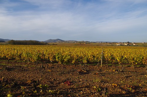 beaujolais vignes wine wein automne autumn pentax k30 pentaxk30