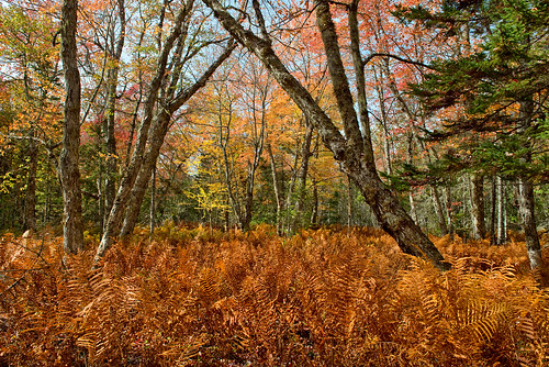 autumn canada fern fall nature landscape nationalpark nikon novascotia herbst scrumpy kejimkujik indiansummer d800 kanada jakeslanding jacqualine scrumpy10