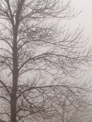 tree fog landscape grey foggy eerie iphone priorlake