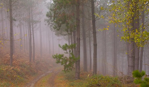 camino bosque otoño monte bizkaia niebla pinar norte calido arrankudiaga ltytr1