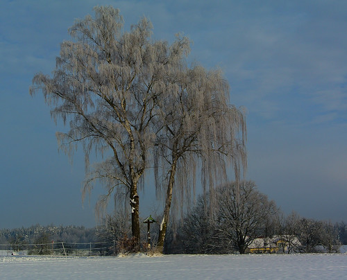 blue schnee trees winter sky snow bayern deutschland himmel blau kati bäume altdorf winterlandscape winterlandschaft 2015 nikon1v1