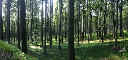 les forest czechrepublic chriby stupava cyklo zlínregion starehute