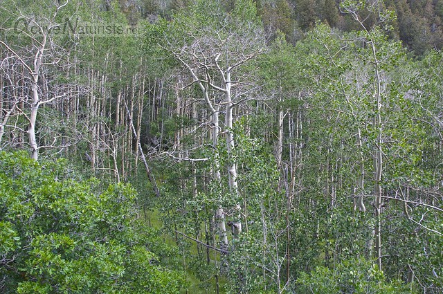 aspen forest 0000  Orient Land Trust, Colorado, USA