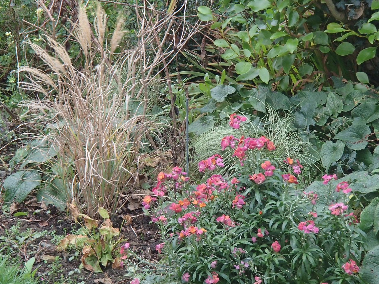 miscanthus 'Undine' and erysium 'Winter Orchid'