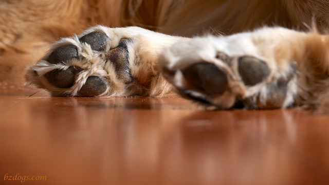 Paws and Reflect