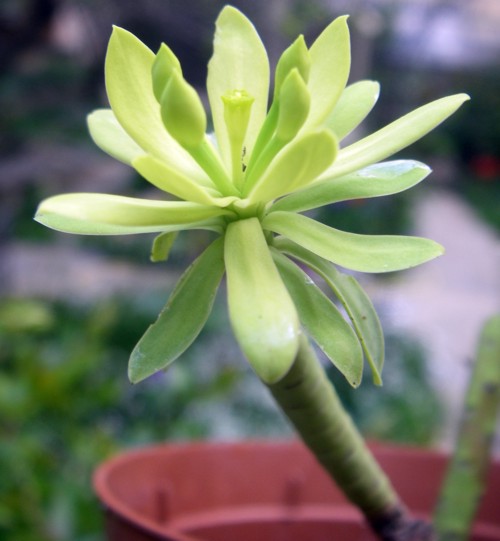 Euphorbia regis-jubae 16272608466_d7ca80966b_o