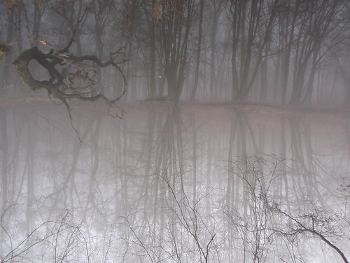 las trees lake reflection water fog forest upsidedown poland polska woda poznan mgła jezioro odbicie drzewa explored