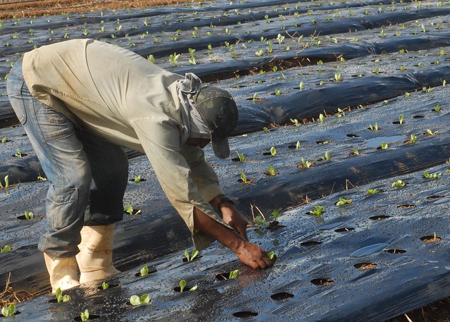 Agricultura orgânica é fonte de renda para trabalhadores em Seropédica (RJ) - Créditos: EBC