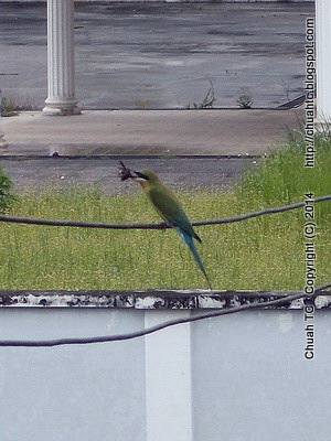 A Blue-Tailed Bee-Eater Preying On A Carpenter Bee