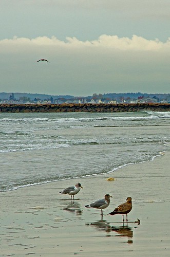autumn beach birds gulls maine wells drakesisland