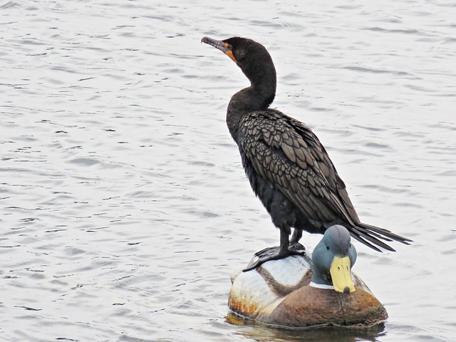 Double-crested Cormorant 2-20141226