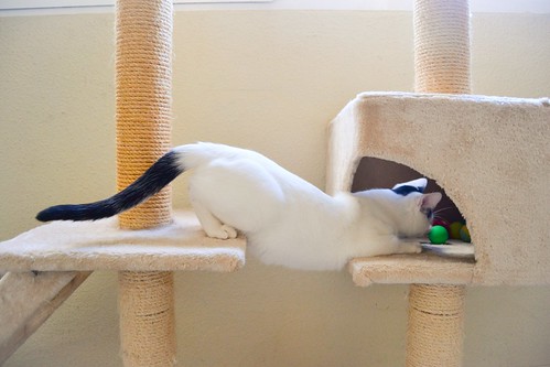 Carlo, gatito blanco con toque negro tímido y muy bueno esterilizado, nacido en Junio´14, en adopción. Valencia. ADOPTADO. 15746317618_4c74cbe70d