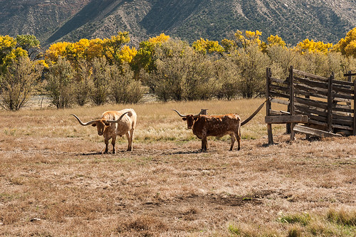 usa cow colorado unitedstates cattle unitedstatesofamerica longhorn vache etatsunis utemountains