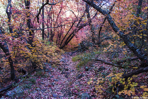 pink autumn trees red arizona fall colors yellow path foliage trail ashcreek galiuromountains canonrebelt4i