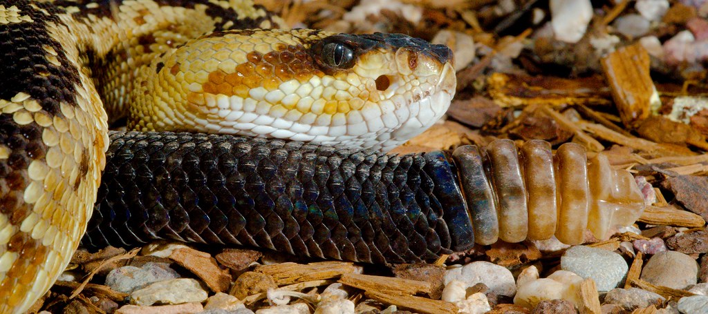 Black Tailed Rattlesnake (Crotalus molossus)