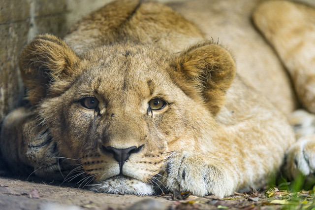 Lion cub lying flat